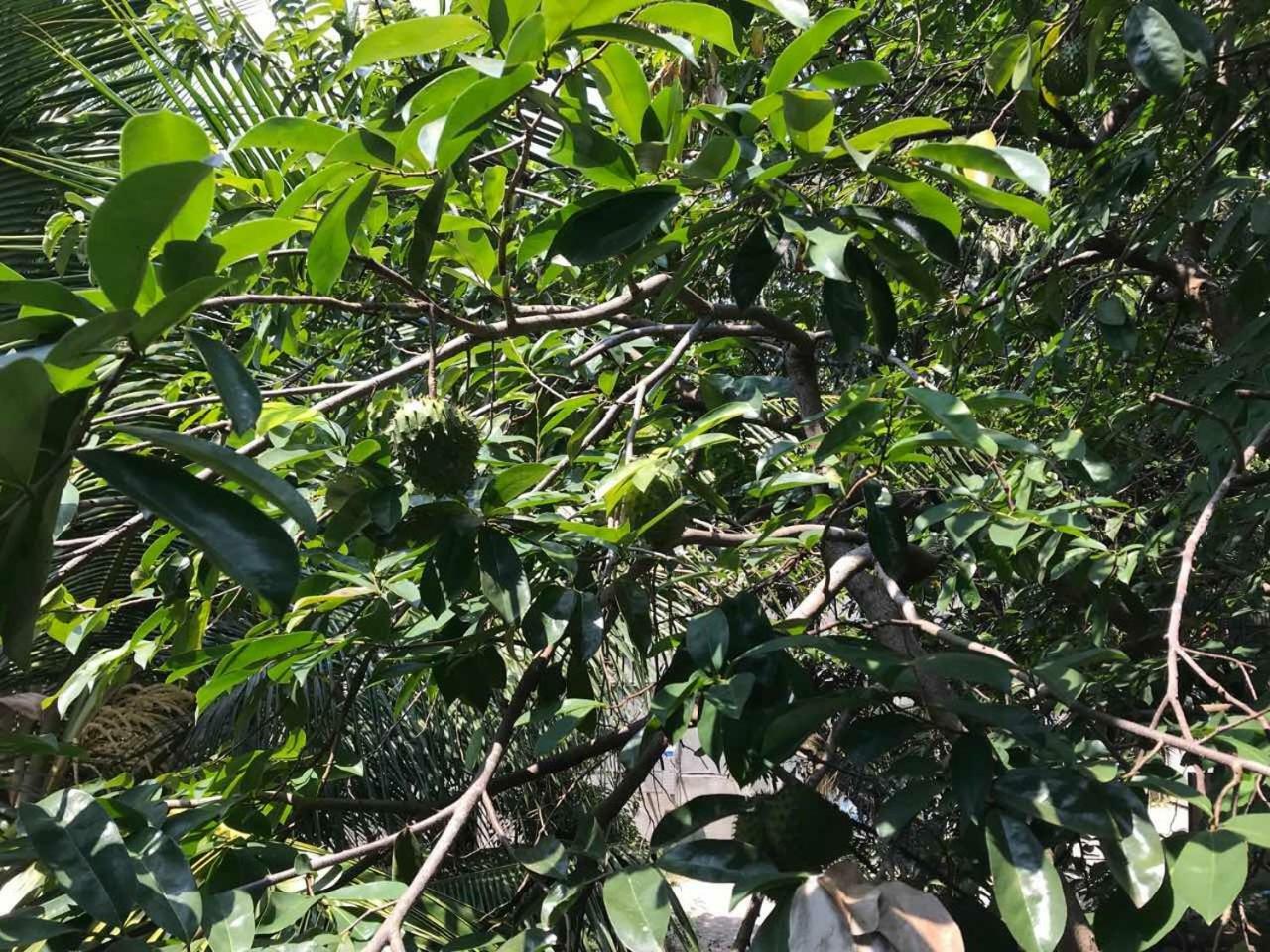 Suwani Pinnawala Homestay Exteriér fotografie