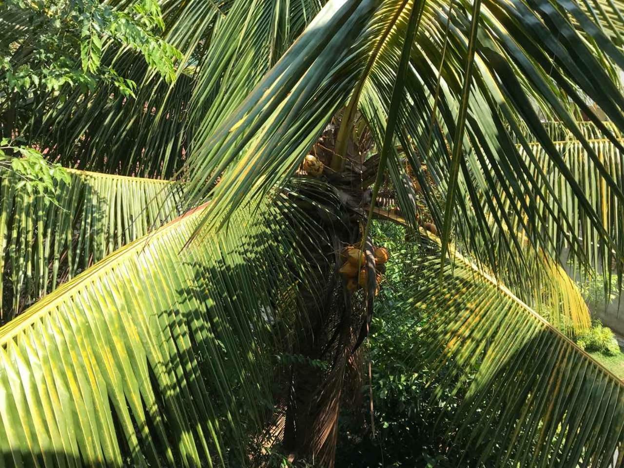 Suwani Pinnawala Homestay Exteriér fotografie